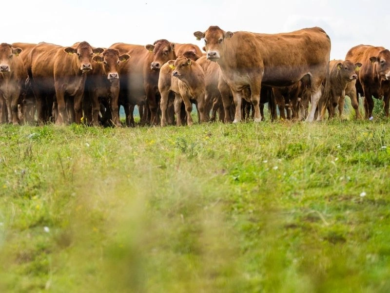 vente de viande de volaille dans la vienne