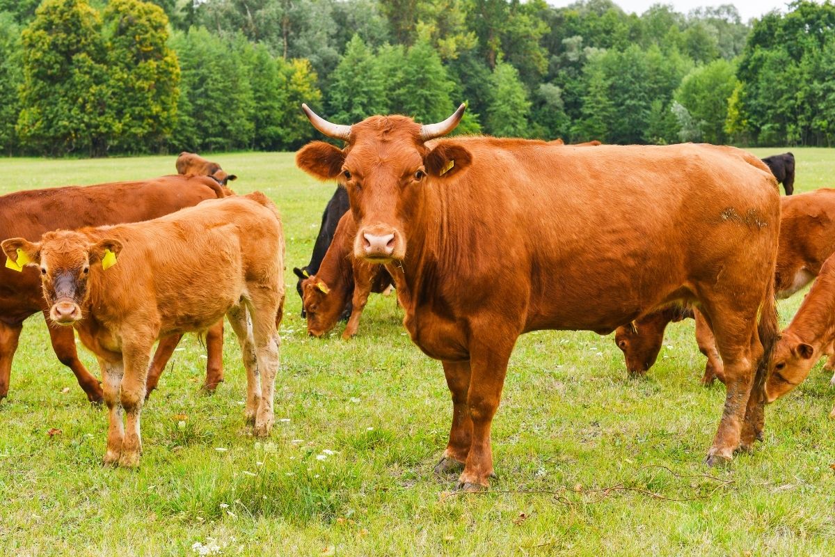 vente de viande de boeuf