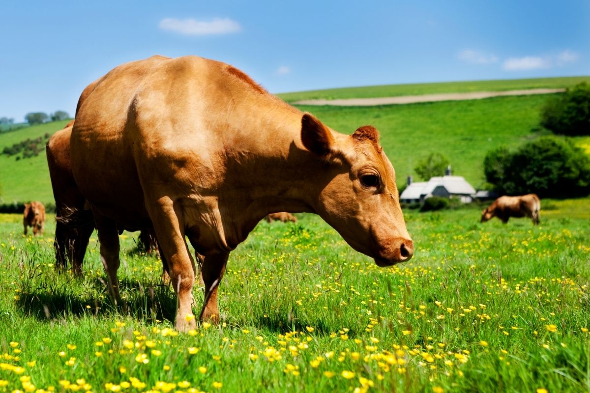 vente de viande de boeuf