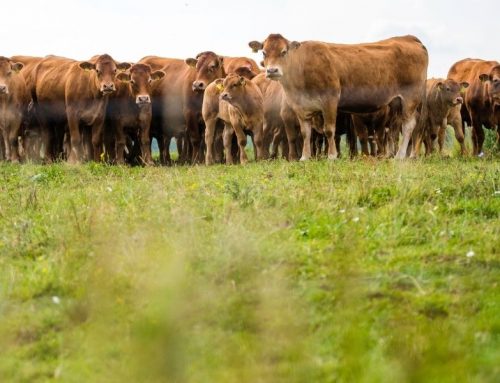 Boucher : 3 races à viande françaises à privilégier en boutique