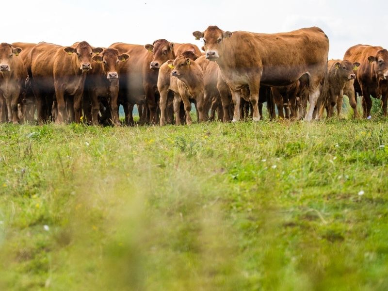 Races à viande