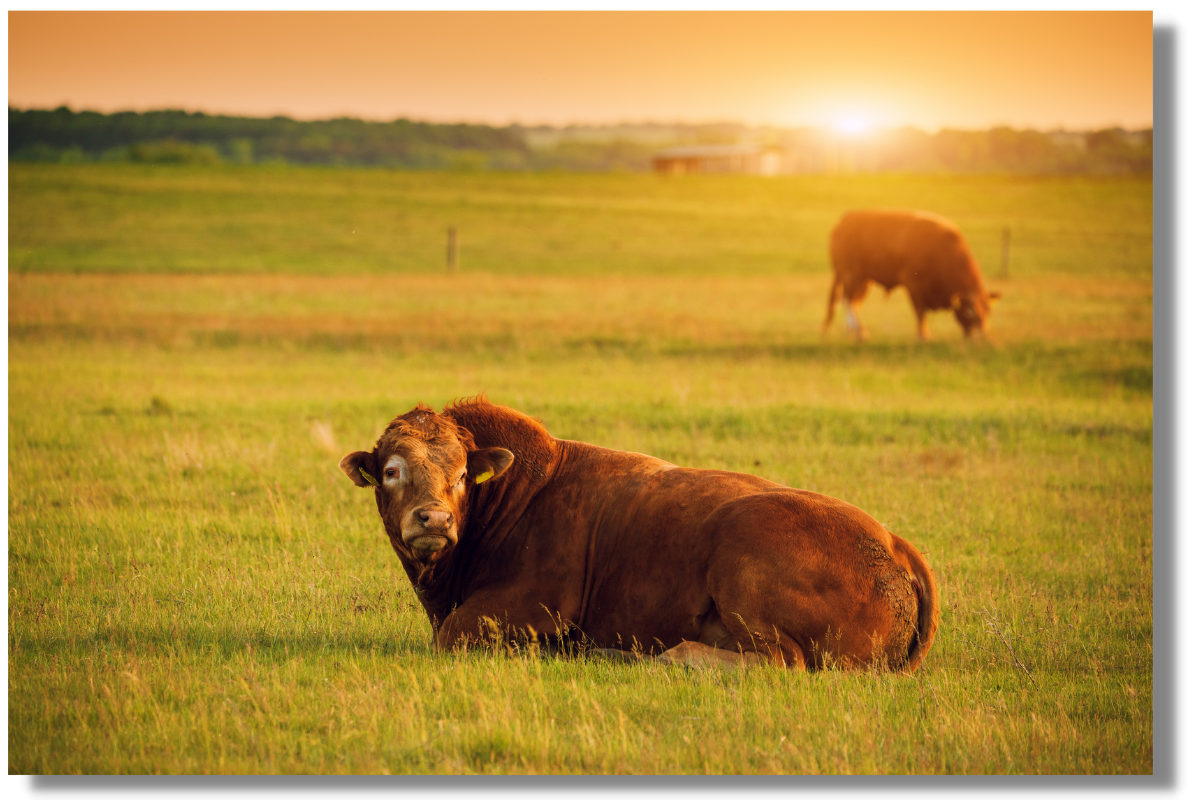 fournisseur viande