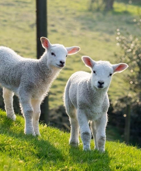 vente de viande de veau