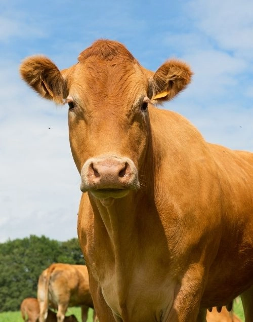vente de viande de veau dans la vienne