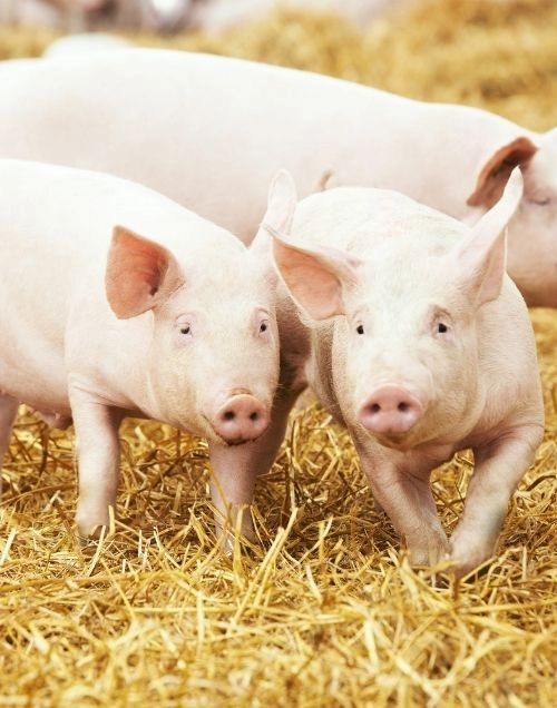 vente de viande de boeuf dans le 86