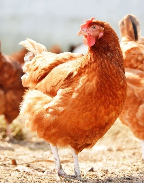 vente de viande de boeuf à Poitiers